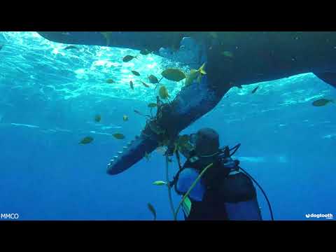 Scuba Diver Rescues Whale Friend with Ropes Tied Tightly Around Lower Jaw || Dogtooth Media