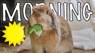 Summer Bunny Morning Routine 🌞