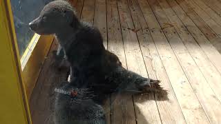 クマの赤ちゃん🧸