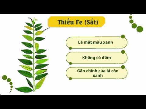 Cùng khám phá "COMBI OM" SIÊU VI LƯỢNG của nhà One More