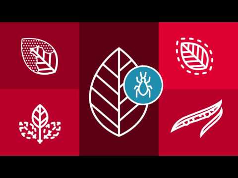 TuYV Resistenz im Raps ist für LG inzwischen eine Standard-Anforderung: #EineSorgeWeniger