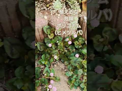 メンテナンスフリーの屋外植物はどれを選ぶべきですか?あらゆる庭に適した一年生、多年生、耐久性のある種です。  庭園