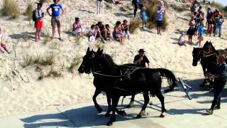 preview picture of video 'Reddingboot met paarden op Ameland, Hollum'