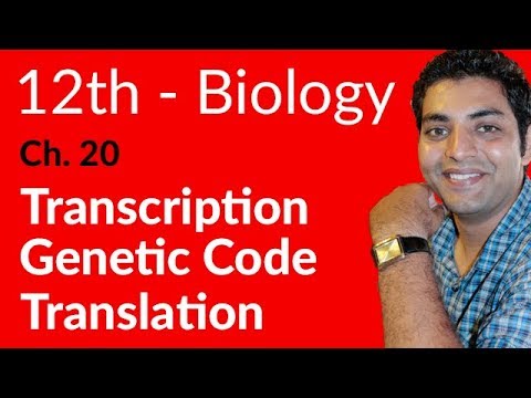 FSc Biology Book 2, Transcription, Genetic Code & Translation - Ch 20 Chromosomes & DNA