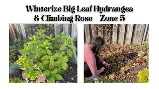 How to winterize Hydrangea Macrophylla and Climbing Roses in Zone 5