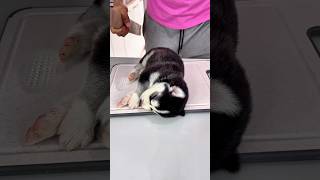 Vc acreditou que eu sei 🤣 #funny #shorts