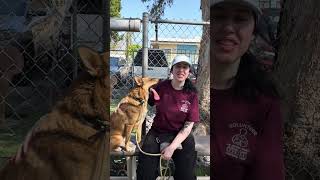 Video preview image #1 German Shepherd Dog-Unknown Mix Puppy For Sale in Pasadena, CA, USA
