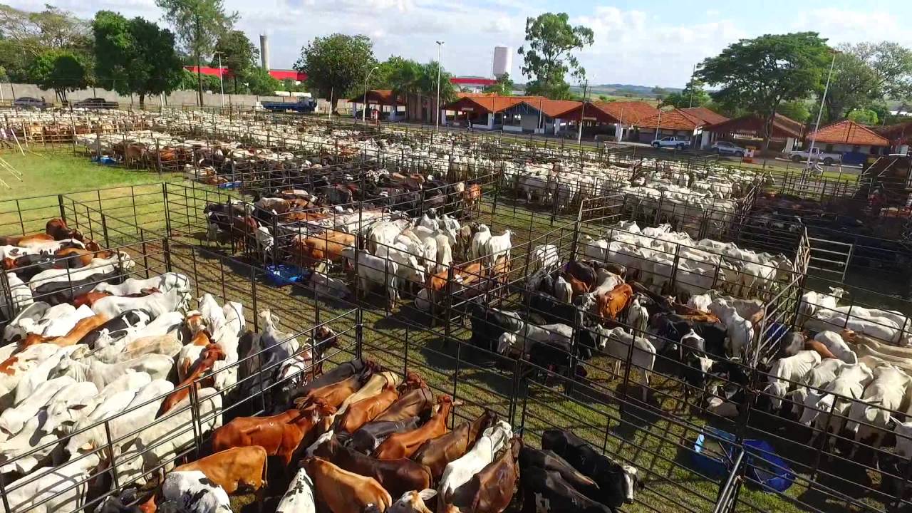 Leilão de Bovinos São José do Rio Preto