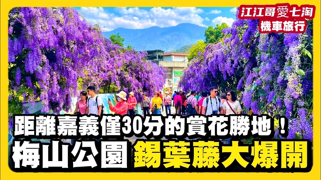 [Jiang Jiang Ge Loves 7Tao] Motorcycle Trip | Chiayi Meishan Park's "Tin Leaf Vine" Purple Storm!...
