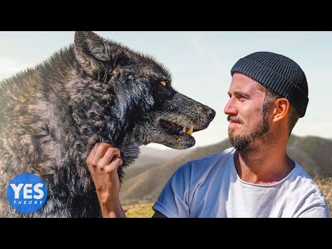 I Lived with Wolves for 72 hours