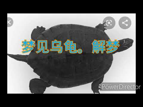夢到海龜