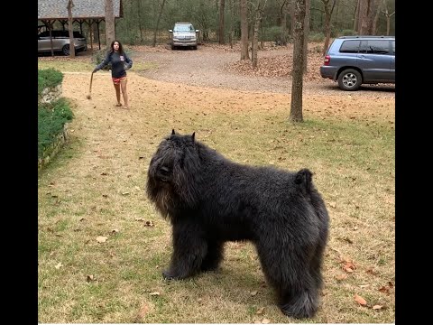 Bouvier Linebacker #bouvierdesflandres #bouvier #herdingdog #doglover #bigdog #blackdog