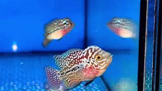 Nay em lên cặp kamfa f2 size baby . Red 650cành , châu mảng 1800 cành, Sđt Zalo 0938882816