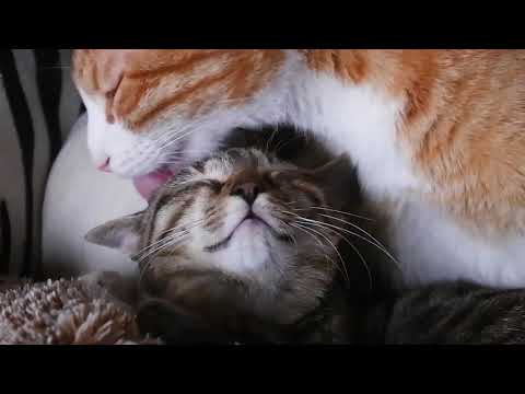 Adorable cats love ❤️