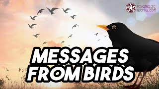 A Bird In Flight Music Video