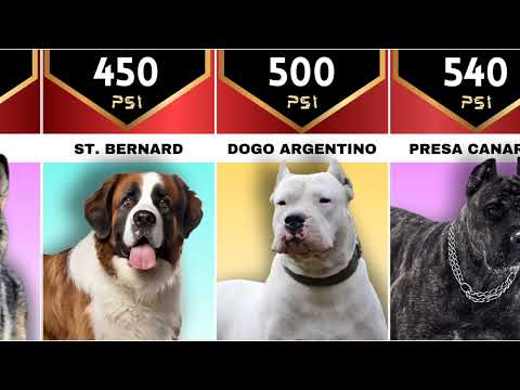 Dog Bite Force Comparison – From Weakest to strongest 