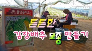 튼튼한 김장배추 모종 재배하기,김장배추 심는시기 파종시기 김장무 심는시기 귀농귀촌