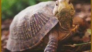 La linea - Si me dejas no vale