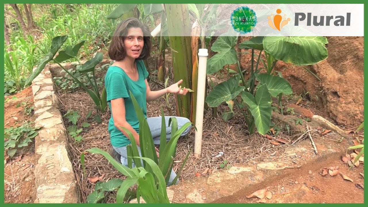 Fossa Verde e Círculo de Bananeiras | SUBPROJETO CONEXÃO BANANAL | CONEXÃO MATA ATLÂNTICA