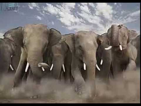 Countdawn of stampide - hardwell vs dimitri vegas & like mike (merzo bootleg) (Henry House Mashup)