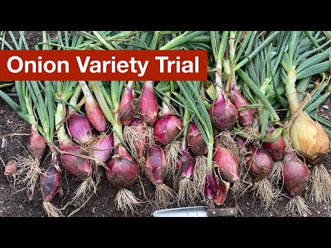 , title : 'Onion Variety Trial'