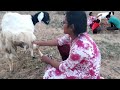 Goat And Cow Milking By Hand Cow Milking Goat Milking Goat Milking By Hand Village Life Vlog