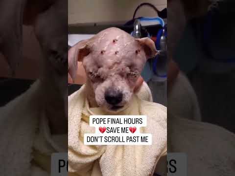 For any help consider donating link in bio to save a stray life in Los Angeles#usashorts#saveladogs