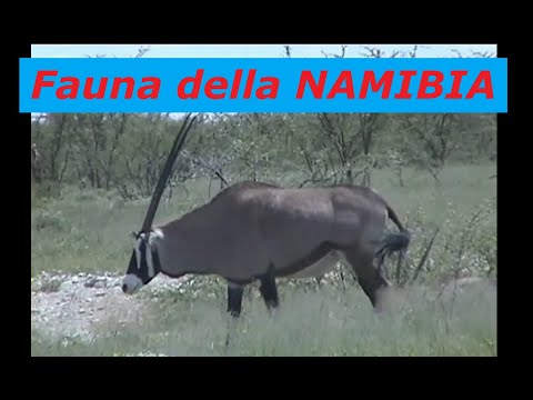 ANIMALI E PAESAGGI DELLA NAMIBIA!