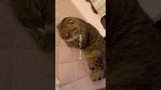ずっと大切なおこりんぼうのうりちゃん、できるだけ長く一緒にいて、怒っててね #cat #ねこ #猫 #スコティッシュフォールド #猫のいる暮らし