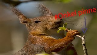 Minecraft - Ekorn #22