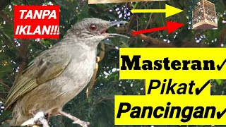 Download lagu NYAUT SEKETIKA! suara merbah mata merah betina NGAJAK NGOBROL suara pancingan burung merbah mp3 Download lagu NYAUT SEKETIKA! suara merbah mata merah betina NGAJAK NGOBROL suara pancingan burung merbah mp3