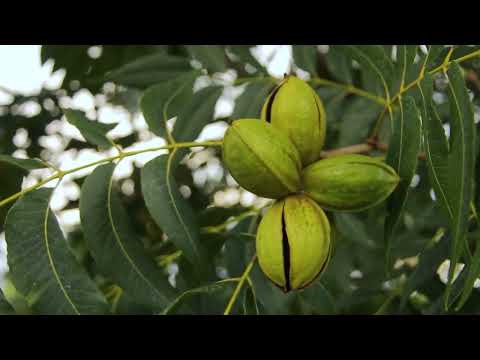 Conoce a nuestro Sponsor Oversize: Vivero Quebrada de Lules