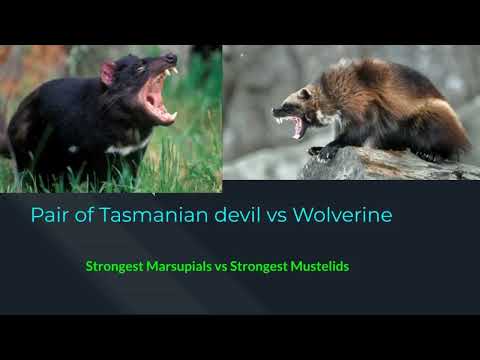 Pair of Tasmanian devil vs Wolverine