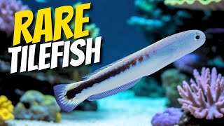 The Rarest Fish In My Reef Tank Likes To Jump!