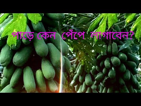 পুকুর পাড়ে পেঁপে চাষ