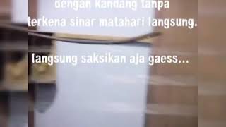 Download lagu MURAI BATU. Kandang ternak tanpa sinar matahari langsung. mp3