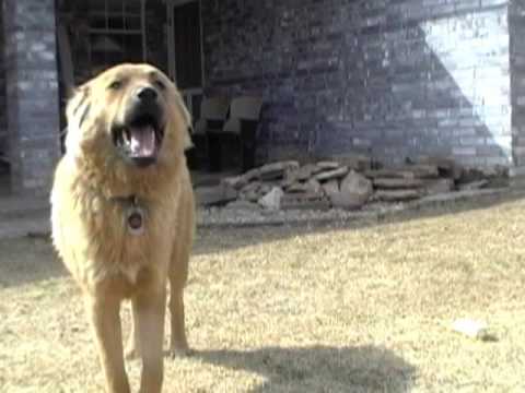 The Dogs - Episode 4 - Murder Mystery