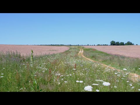 Oekoreportage mam Jeannot Weber – Bléistreifen