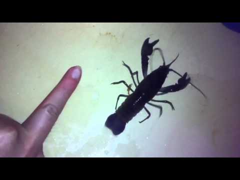 My pet Blue Claw Yabby (Cherax Destructor)