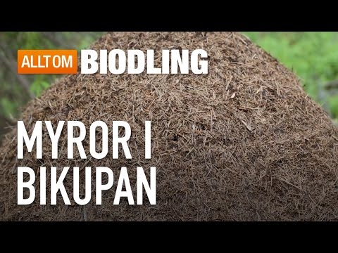 Myror i bikupan - Bihälsa