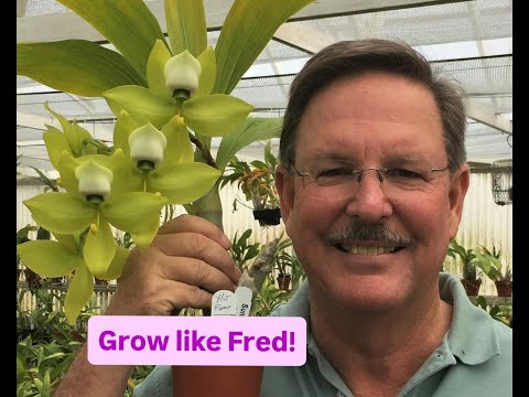 Catasetum Care Guide with Fred Clarke
