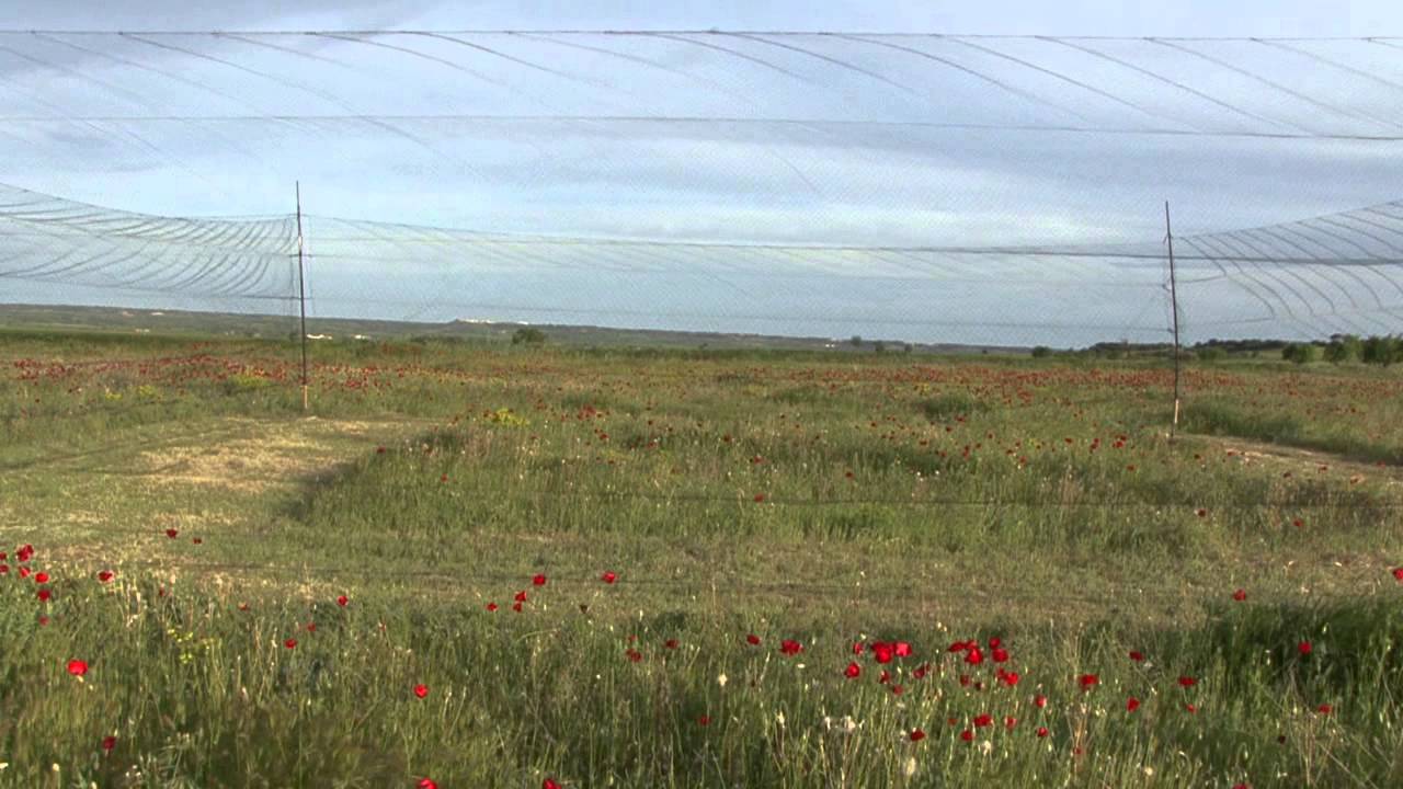 Watch Naturaleza Ibérica: anillamiento red vertical - JAFO Videos Now Naturaleza Ibérica: anillamiento red vertical - JAFO Videos