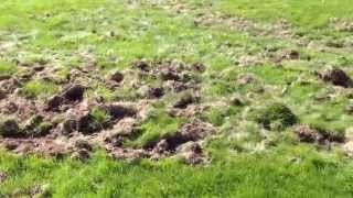 How To Get Rid of Moles in Your Yard- If I can do it, you can do it!