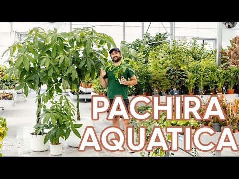 , title : 'Pachira aquatica, cura della pianta dal fusto intrecciato'