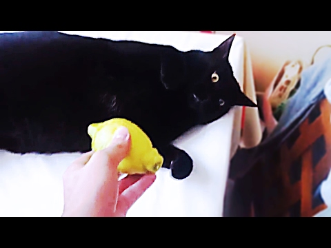 🐱 Сats eat lemon 🍋- Funny cats compilation