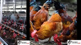 Trà Vinh - Nhiều hộ nông dân thua lỗ vì giá gà thịt giảm mạnh | daga.live