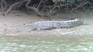 preview picture of video 'Crocodile in the Mossman River'