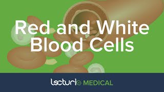 Red and White Blood Cells: Structure and Function | Histology