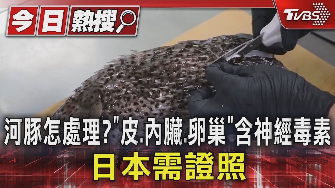 河豚怎處理?「皮、內臟、卵巢」含神經毒素 日本需證照