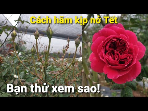 CÁCH HÃM VÀ KÍCH MẦM NỤ HOA ĐỂ HOA HỒNG NỞ ĐÚNG TẾT.